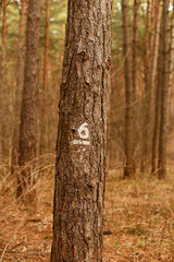 inside pine tree forest / coniferous forest 6