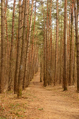 Naklejka premium inside pine tree forest / coniferous forest