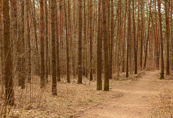 inside pine tree forest / coniferous forest