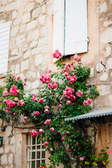 Fototapeta na wymiar Pink climbing roses on the wall in the old town of Perast in Montenegro.