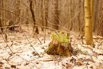 Tree stump in a coniferous autumn forest
