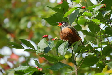 An American Robin eating Honeysuckle Bush berries in autumn.