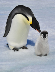 Emperor Penguin with chick