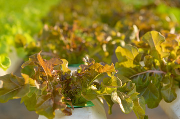 Vegetables hydroponics,Fresh organic vegetable in hydroponic vegetable field.