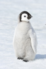 Fototapeta na wymiar Emperor Penguin chick