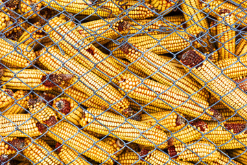 Fototapeta na wymiar Maize corn in barn
