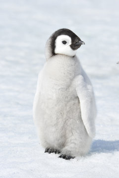 Emperor Penguin chick