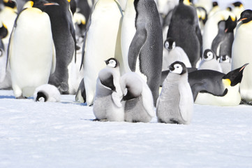 Obraz premium Emperor Penguins with chicks