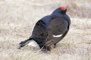 black grouse