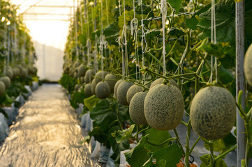 Vegetables hydroponics,Fresh organic vegetable in hydroponic vegetable field.