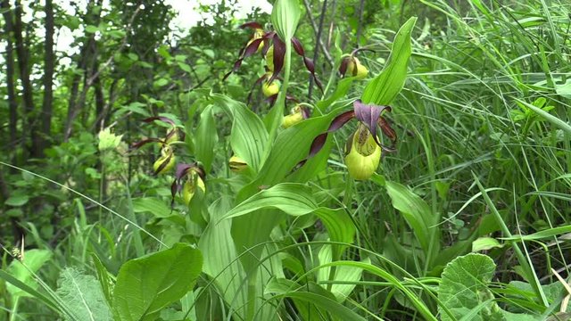 Wild beautiful slipper orchid (Cypripedium calceolus), South Moravia, Czech Republic, Europe