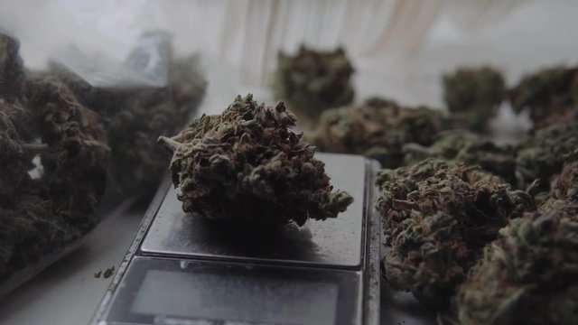 weighing marijuana for sale. Soft drugs and legalize in the world. Cones of marijuana
