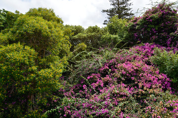Ponta Delgada (Azores): Jardim António Borges