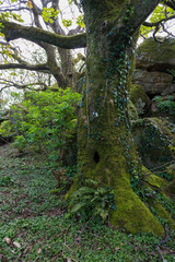 Path through to st ives from zennor