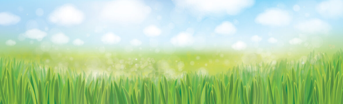 Vector green grass  and blue sky  nature background.