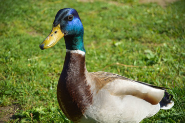 duck blue and green