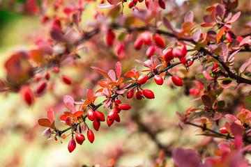Barberry (Berberis vulgaris) branch fresh ripe berries natural green background Berberis thunbergii (Latin Berberis Coronita) Barberry berries fruits bush colorful floral autumn season shallow focus 