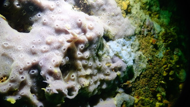Fauna of the Black Sea. Sea sponges in underwater caves in Bulgaria, the village of Tyulenovo.