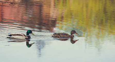 wild duck swims in the lake