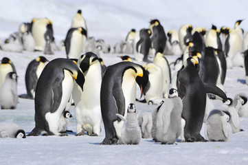 Obraz premium Emperor Penguins with chick