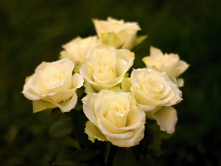 Beautiful white roses on a green background