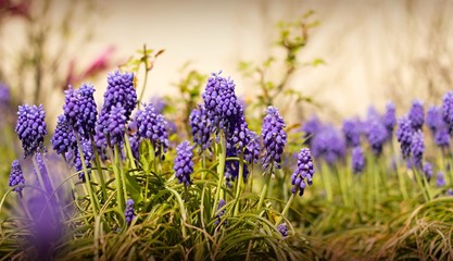 Blue Muscari blooming in the garden