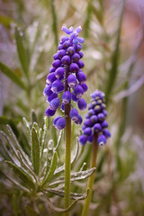 Blue Muscari blooming in the garden