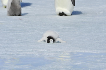 Emperor Penguin chick