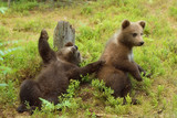 young bear cubs playing. funny bears