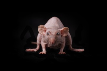 Portrait einer Nacktratte, isoliert auf schwarzem Hintergrund. 