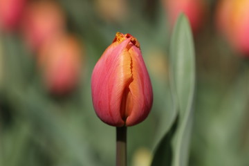 tulipe