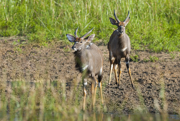 Nyala South Africa 