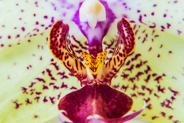Closeup, fresh pink - yellow Phalаenopsis orchid. Concept spa and relaxation.