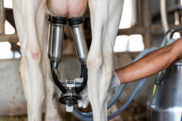 Cow milking facility and mechanized milking equipment.