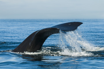 Fototapeta premium Right whale, Patagonia , Argentina