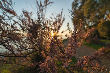 Sun shining through a plant near a lake