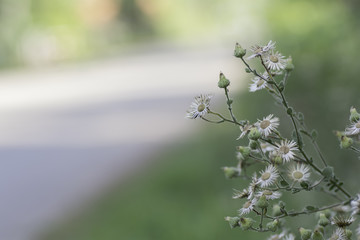 flower of grass ..with blurred background..
