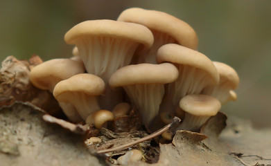 forest mushrooms
