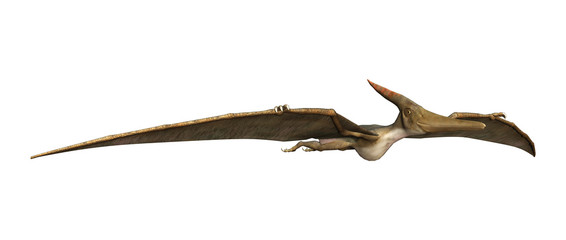 3D Rendering Pteranodon on White © photosvac