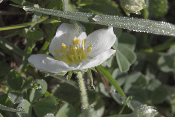 Drops of morning dew on strawberry flowers
