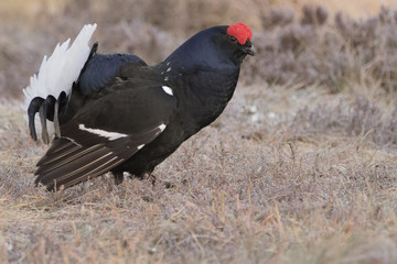 black grouse