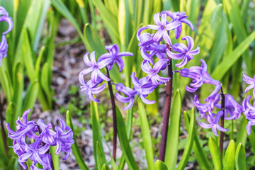 Purple hyacinth flower field at sunset in Bardar village, Moldova