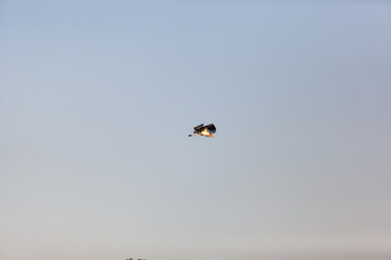 A marabou stork flying over Kruger Park, South Africa.