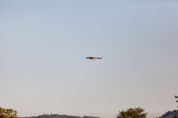 A marabou stork flying over Kruger Park, South Africa.