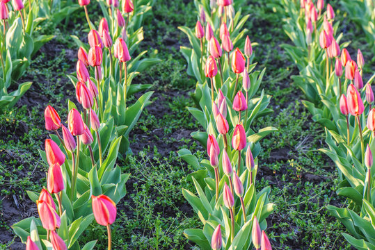 Red tulips flower field at sunset in Bardar village, Moldova