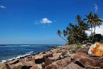Fototapeta na wymiar Берег острова Шри-Ланка.