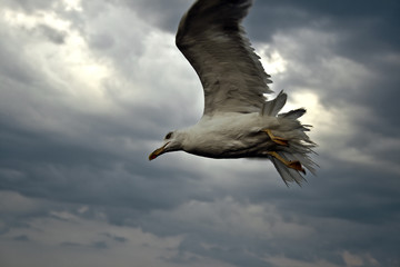 White seagull flying over the cloudy sky.