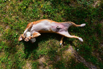 A small and sweet light brown and white dog is belly-up on a lawn with a rubber duck in the mouth. The photo is from above. Sunny day