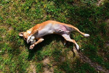 A small and sweet light brown and white dog is belly-up on a lawn with a rubber duck in the mouth. The photo is from above. Sunny day