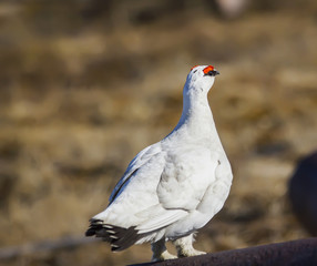 partridge